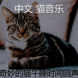 精彩小猫环境