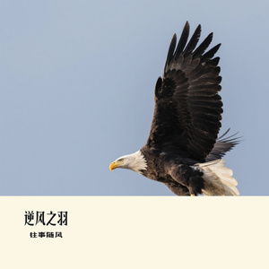 逆风之羽