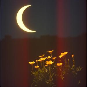 Silver Lilies Lullaby