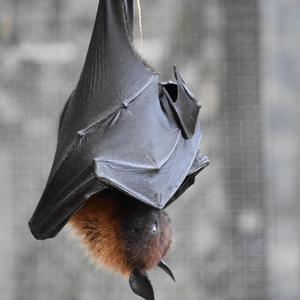 Bats