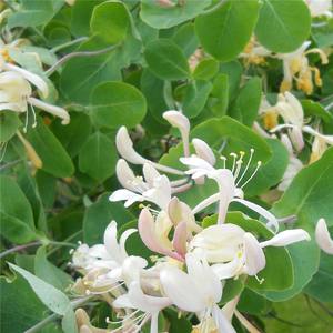 You Are Safe Here in My Arms