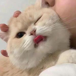 No Explanation Needed