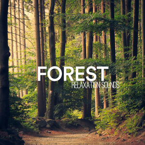 Waldgeraeusche für Kinder zum Entspannen