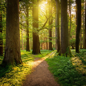 Centrar La Armonía En El Sonido