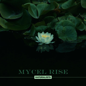 Mycel Rise