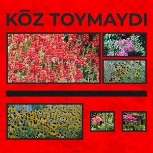 kōz toymaydı