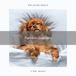Peaceful Songs for Pets Sleeping Alone