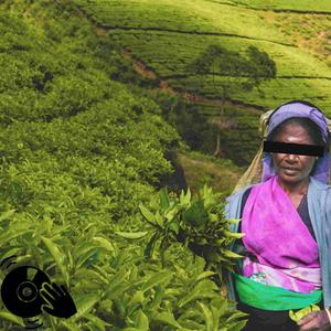 Chaya Evide (feat. Sujain C.J.) (Extended Remix) (Extended Remix)