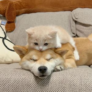 放一场心中野火