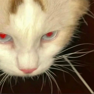 你说你担心的是我（cover：都智文）