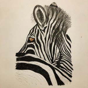 Zebra