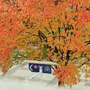 在深秋 （翻自 阿悄）