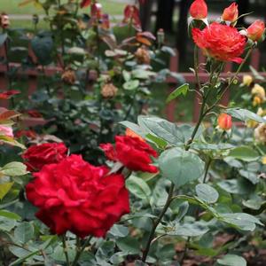 会呼吸的痛（无声版）