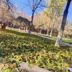 kaitmidi（期待）