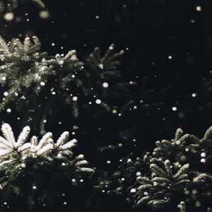 Wonder in Winterland