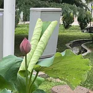 小人物