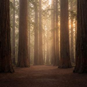 Redwoods Rise