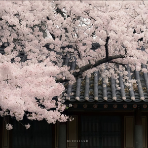 下完这场雨-后弦（甜甜女声版）