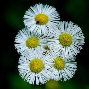 童话里的小雏菊