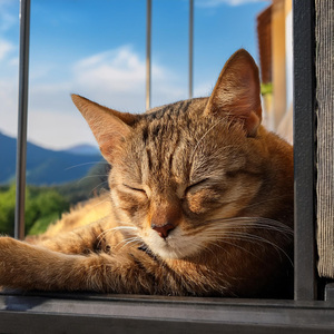 Acordes De Gato Descansado