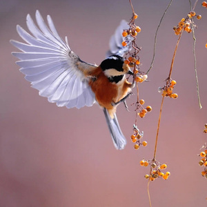 The Smart Birds