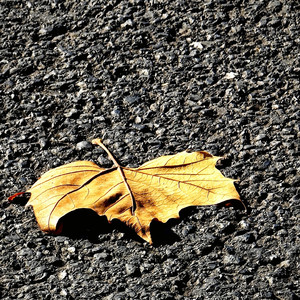 庆幸又害怕的自由