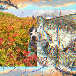 dingo (Prince Melodic Remix)