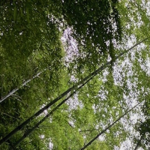 しらない森2-ラフ音源-