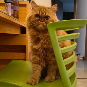 笨拙的暖阳_Rachael喵大人