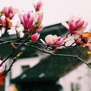 苏州，春夜海棠雨，和远在异国他乡的你