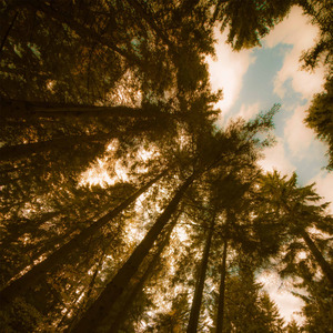 Ögonblickets Trädgård