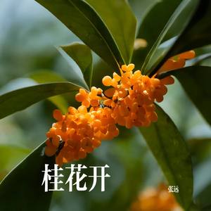 桂花开