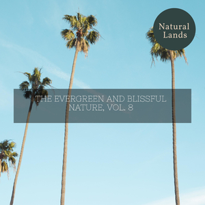 Cheerful Night Desert Aura