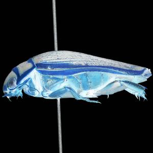 Dytiscus latissimus