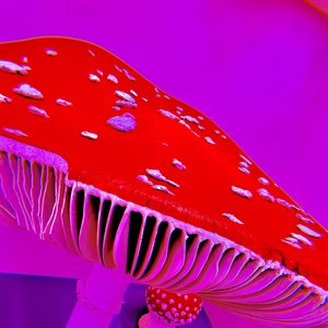 He Were up to Something