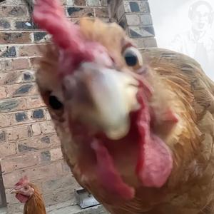 咯咯咯咯咯咯哒