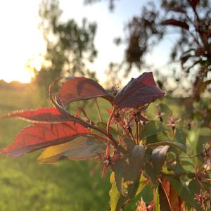 Sparrows (Ambient Remix)