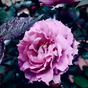 おわり (Into the Night)