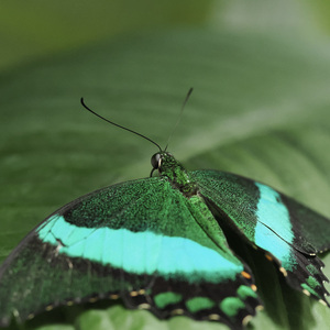 Emerald swallowtail
