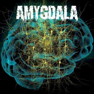 01.杏仁体 Amygdala