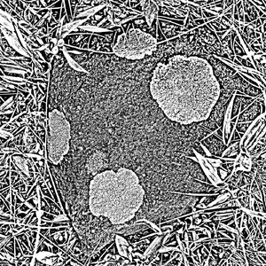 Diesel Down the Toilet