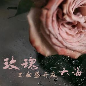 玫瑰不会盛开在大海