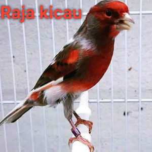 Burung Kenari Ngerol Panjang Bergerobolan