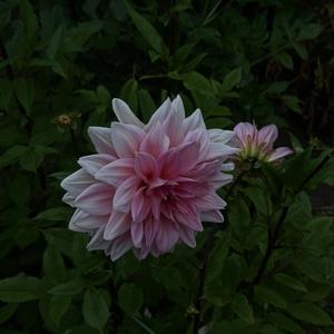 bloom