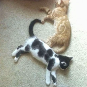 不应该冷漠！(harui&foreverlost)