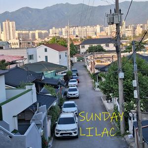 선데이 라일락