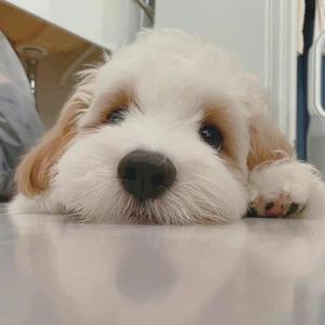 谭哥的噩梦（DJ cao cao cao）