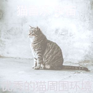柔和的小猫时刻