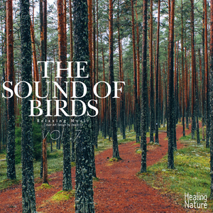 기억력과 집중력을 향상시켜주는 숲의 새소리