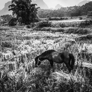 音阙诗听-芒种(翻自 音阙诗听)（4usars remix）